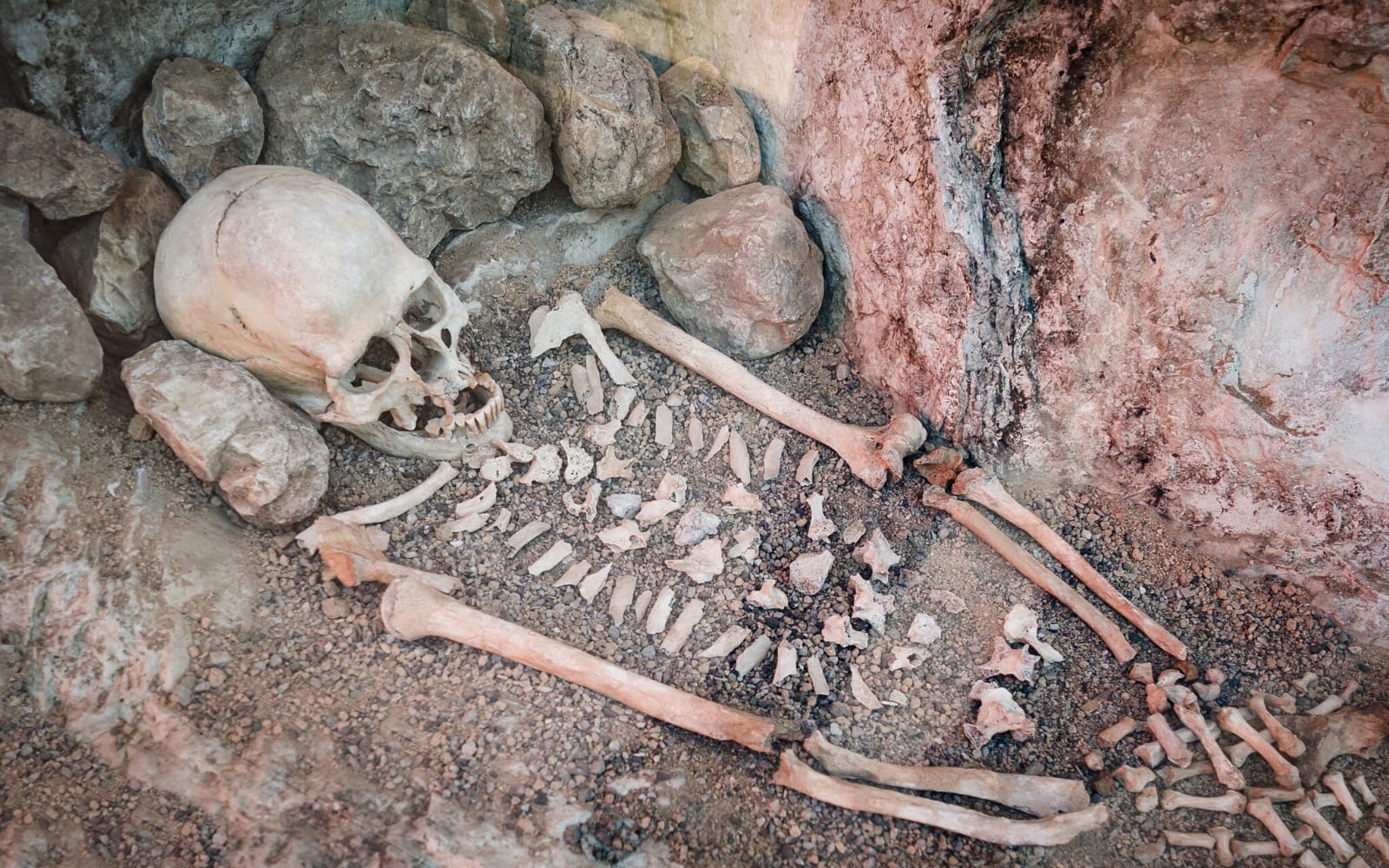 Neanderthal skeleton used to find the language gene FOXP2 in it.